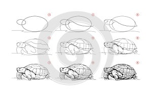 Page shows how to learn to draw sketch a desert animal turtle. Pencil drawing lessons. Educational page for artists. Textbook for