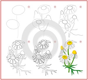 Page shows how to learn to draw step by step flower of chamomile. Developing children skills for drawing and coloring.