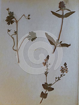 Page from a vintage herbarium