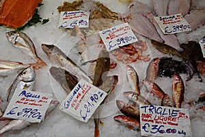 Pagelli - Sea Bream, Triglie - Mullet, Sogliole - Sole & Galunelle, Mercato Orientale, Genoa, Italy photo