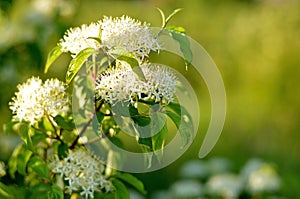 Pagoda Dogwood Cornus alternifolia photo