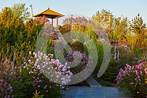 The pagoda and flowers sunset