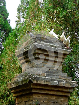 The Pagoda Forest in Shaolin Temple