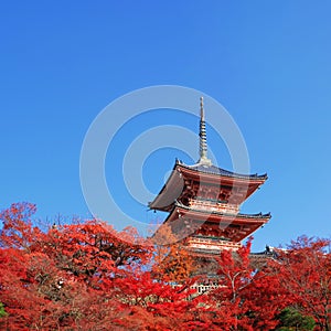 The Pagoda at Kiyomizu-dera temple with colorful red leaves