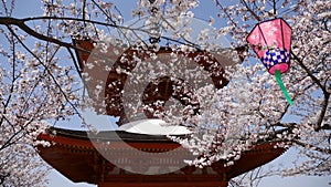 Pagoda in Miyajima Island during cherry blossom, Japan