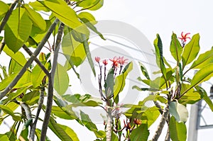 pagoda tree or frangipani or temple tree and pink flowers , sky background