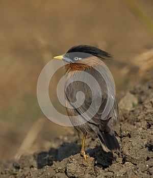 Pagodespreeuw, Brahminy Starling, Sturnus pagodarum