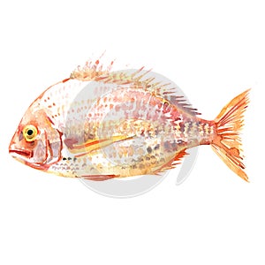 Pagrus fish, Pagrus major, red seabream, Pink Sea bream fish, Japanese seabream, Red porgy, seafood, isolated, hand