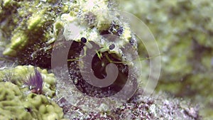 Pagurian in shell underwater on deep sea eats food in ocean of Philippines.
