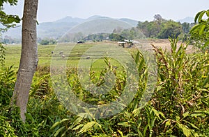 Pai countryside,northern Thailand with beautiful green rice fields,Mae Hong Son province
