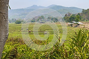 Pai countryside,northern Thailand with beautiful green rice fields,Mae Hong Son province