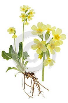 Paigle- Primula verist