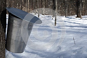 Pail for collecting maple sap