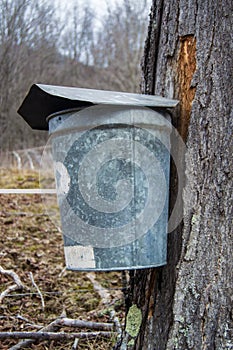 A Pail Collecting Sap To Make Maple Syrup
