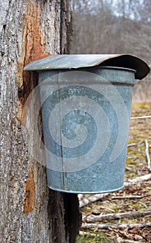 A Pail Collecting Sap To Make Maple Syrup