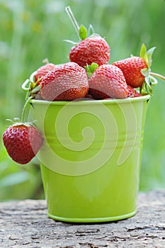 Pail full of freshly picked strawberries outdoor