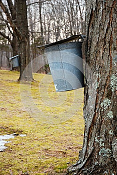 Gathering maple syrup