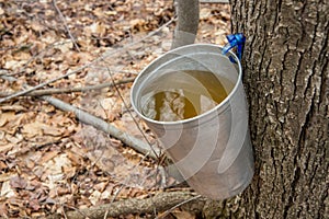 Pail used to collect sap of maple trees