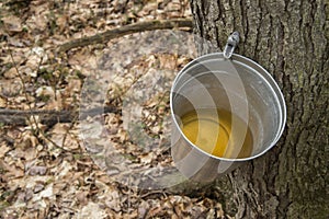 Pail used to collect sap of maple trees