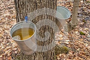 Pail used to collect sap of maple trees