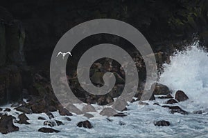 Paille en Queue or Phaeton bird, Reunion island