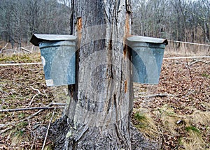 Pails Collecting Sap To Make Maple Syrup