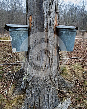 Pails Collecting Sap To Make Maple Syrup