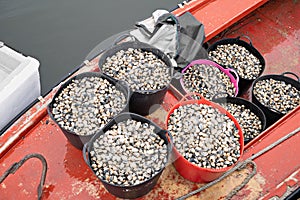 Pails with Fresh clams on fishing boat ready to go to fish market