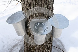 Pails on a maple tree for collecting sap