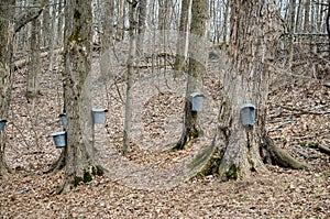 Pails and taps on maple trees to collect sap