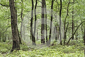 Paimpont forest in Brittany, France