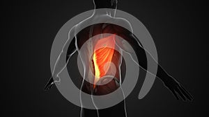 Pain and injury in the Latissimus Dorsi Muscles