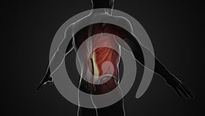 Pain and injury in the Latissimus Dorsi Muscles