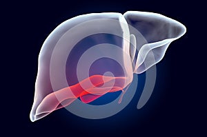 Pain in Liver or Gallbladder concept. Ghost light effect, x-ray hologram. 3D rendering