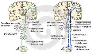 Pain pathways to the brain