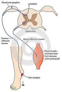 Pain reflex