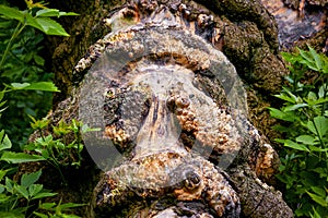 painful growth on a tree in the forest