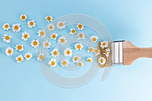 Paint brush drawing with chamomile flowers on a blue background. Fresh flowers instead of paint. Flat lay