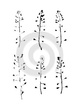 Paint Capsella bursa pastoris for design use. Abstract imprint background. Vector art illustration grunge leaf and