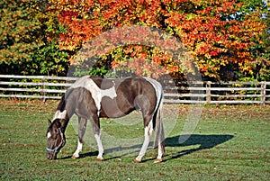 paint horse in autumn pasture