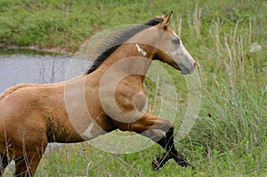 Paint Colt Running Uphill at Pond