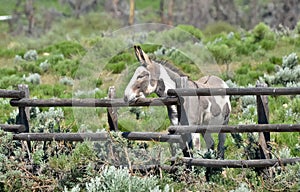 Paint Donkey