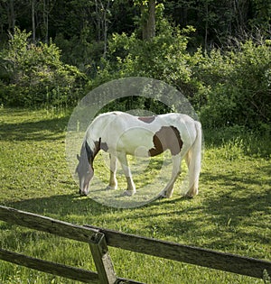 Paint Draft Horse in the Hudson Valley