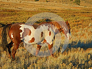 Paint Gelding walking in Sage