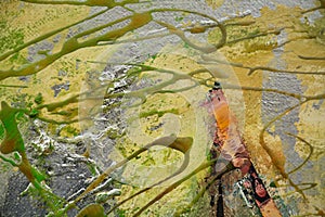 Paint green gold orange brush strokes, organic textile hypnotic background
