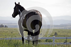 Paint Horse Against A Mountain Horizon