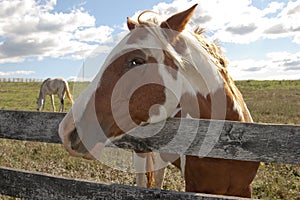 Paint horse on behind a farm fence.