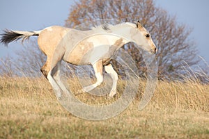 Paint horse foal running in freedom alone