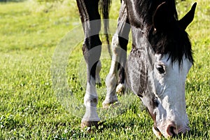 Paint Horse Grazing