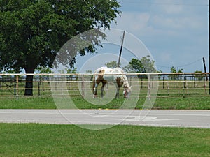 Paint Horse Grazing photo